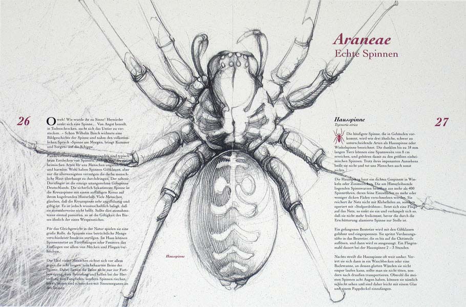 hausspinne