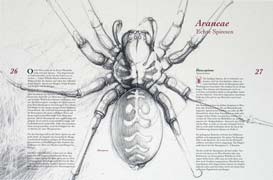 Hausspinne
