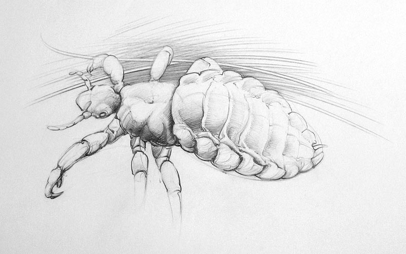 kopflaus
