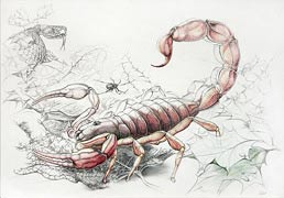 Sternzeichen Skorpion