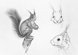 Eichh�rnchen