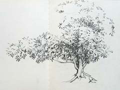 baum1